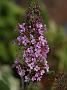 Buddleja davidii Pink Delight